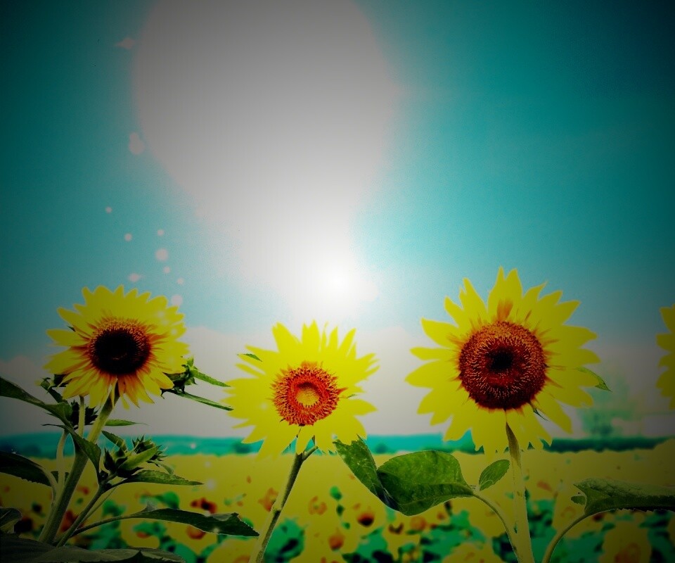 Подсолнухи не смотрят на солнце обои