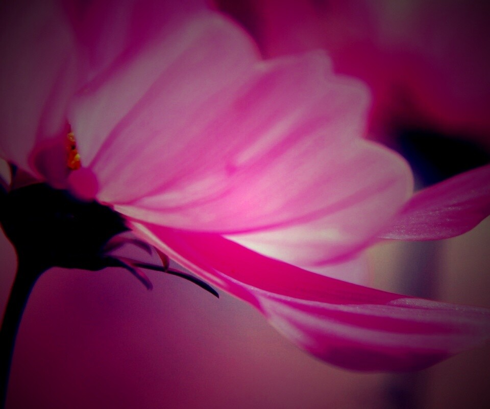 Розовый цветок обои