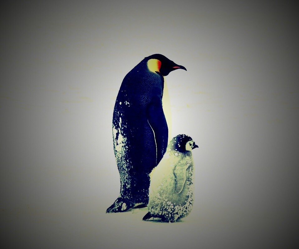 Пингвин с птенцом обои
