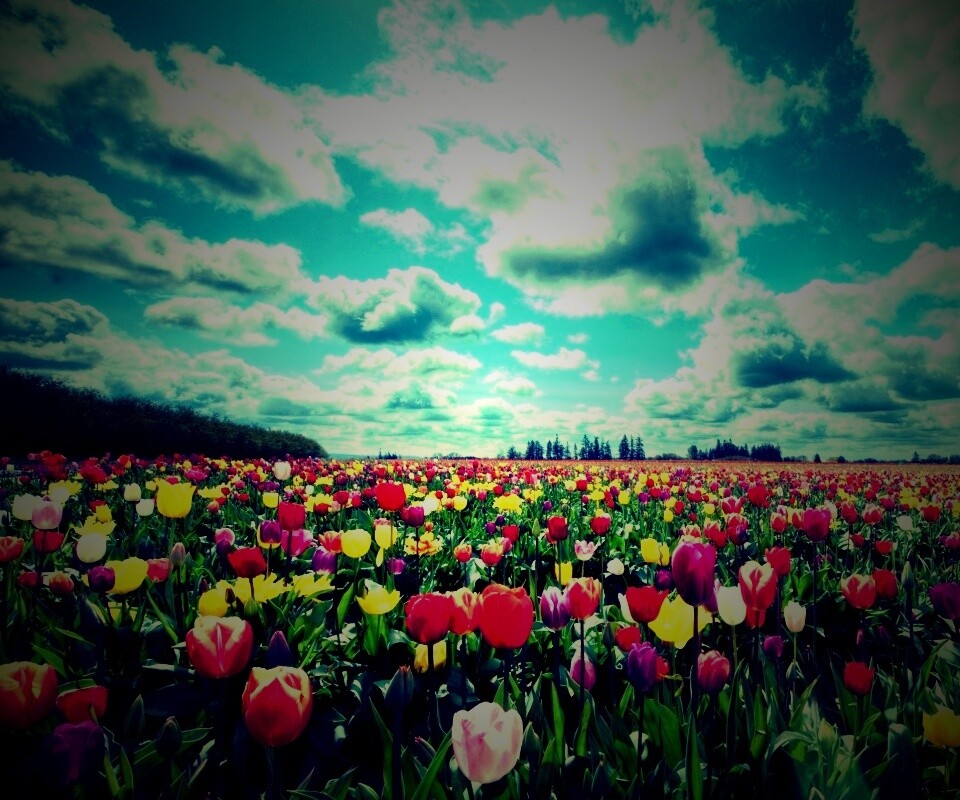 Поле тюльпанов обои