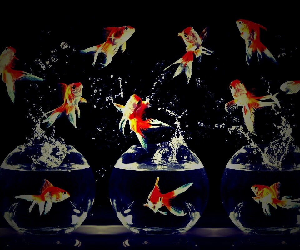 Аквариумы жонглируют рыбами обои