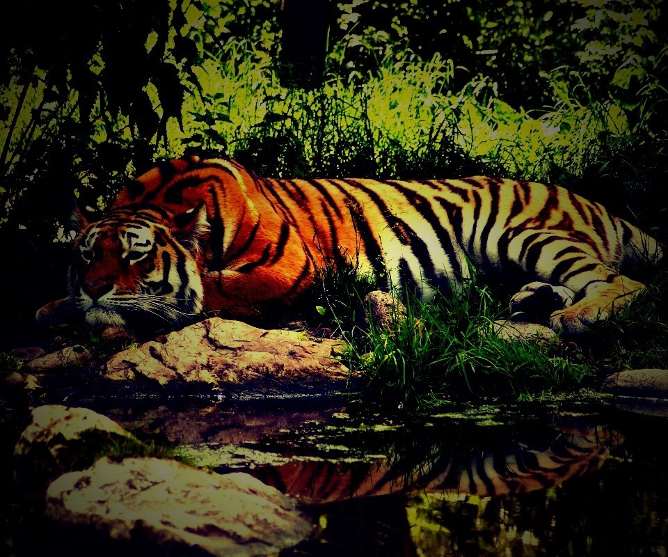 Тигр отдыхает обои