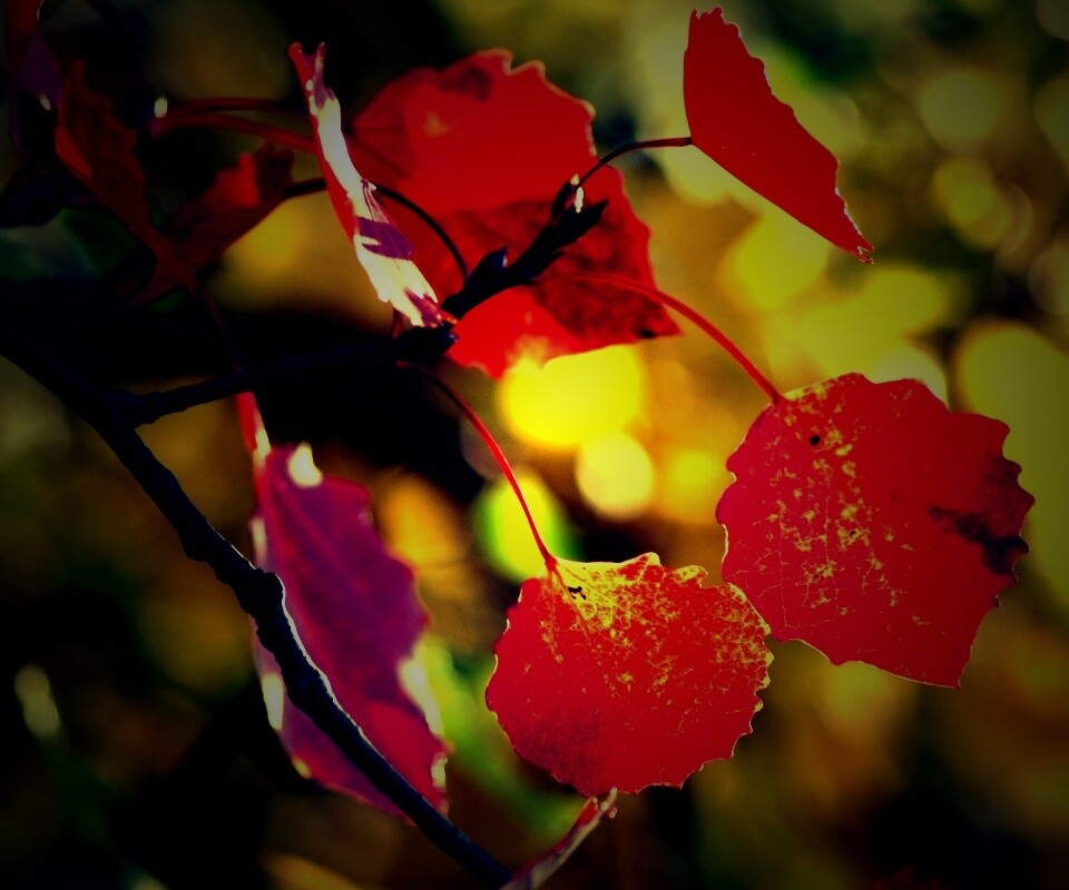 Красные листья обои