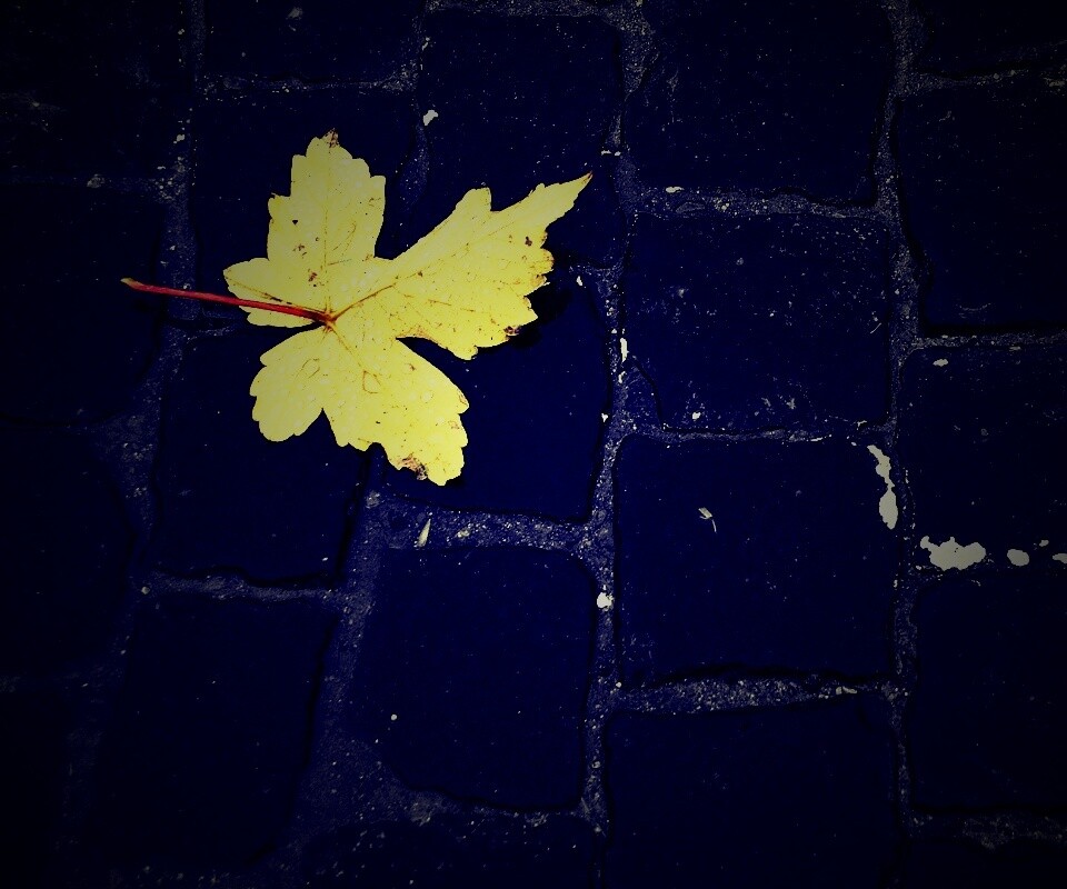 Упавший лист на мостовой обои