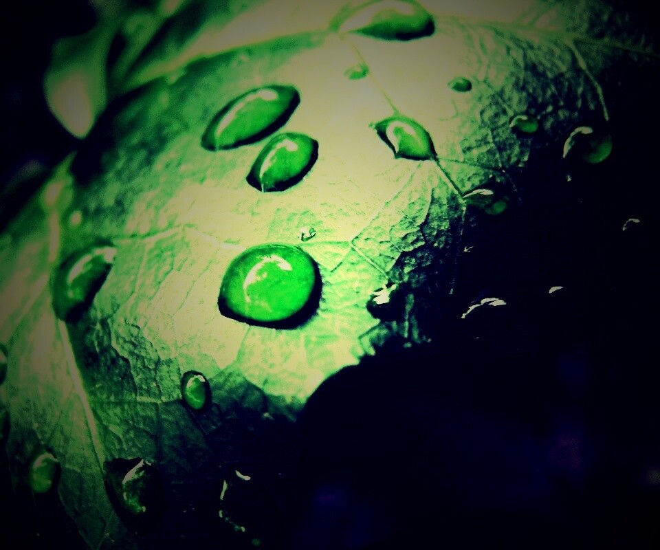 Капли росы на листе обои