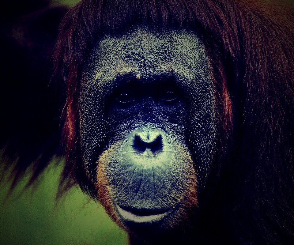 Орангутан обои