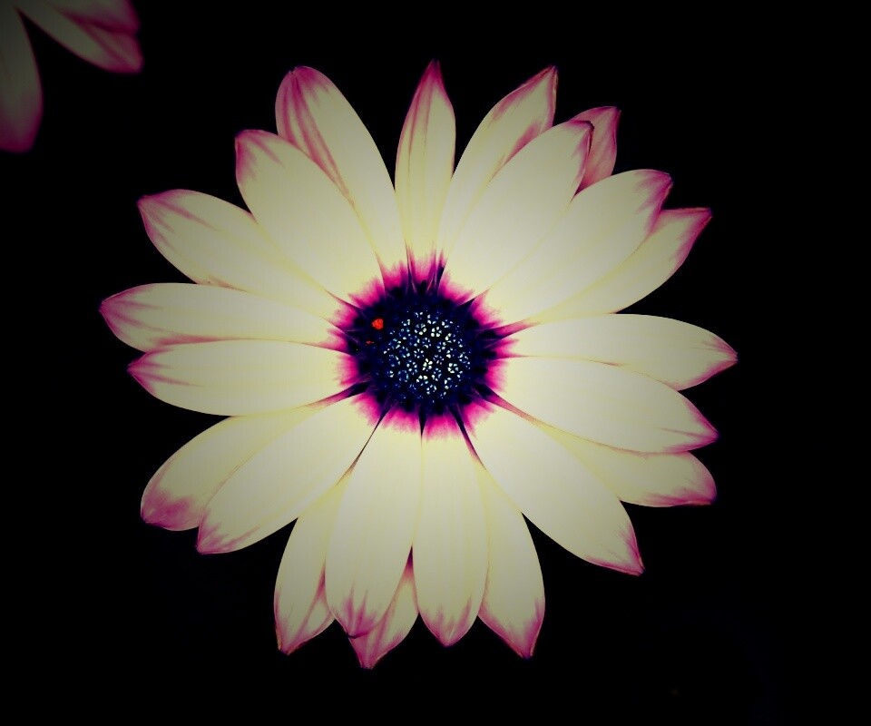 Макро фотография цветка обои