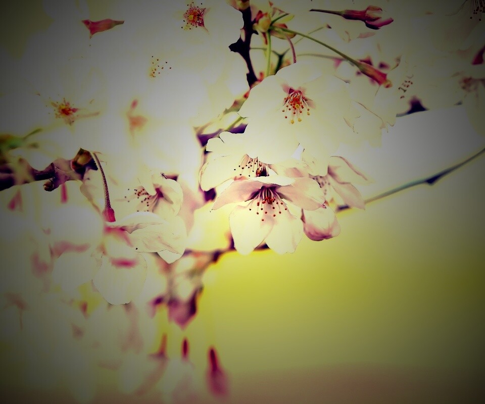 Цветение вишни обои