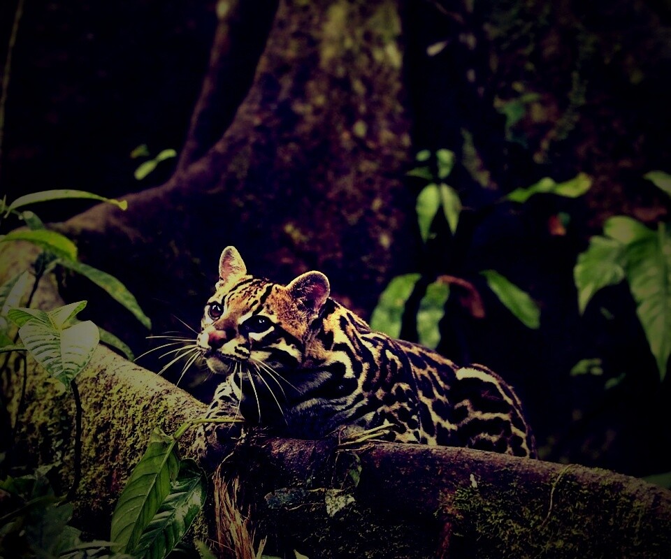 Оцелот обои