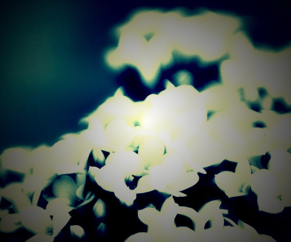 Белоснежные цветочки обои