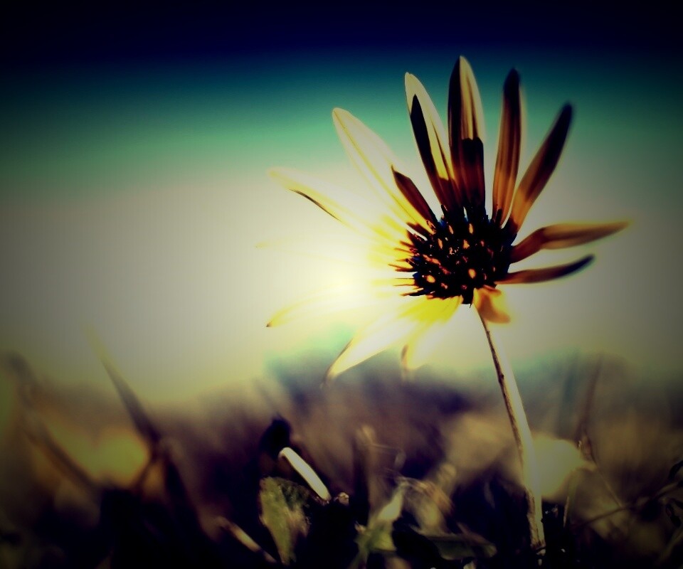 Летний цветок на солнце обои