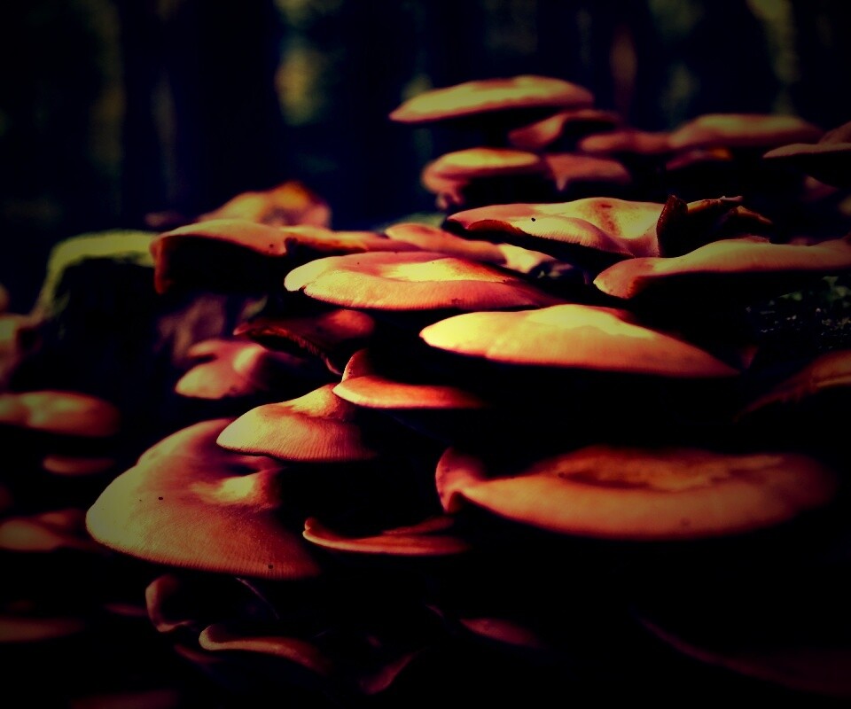 Лесные грибы на пне обои