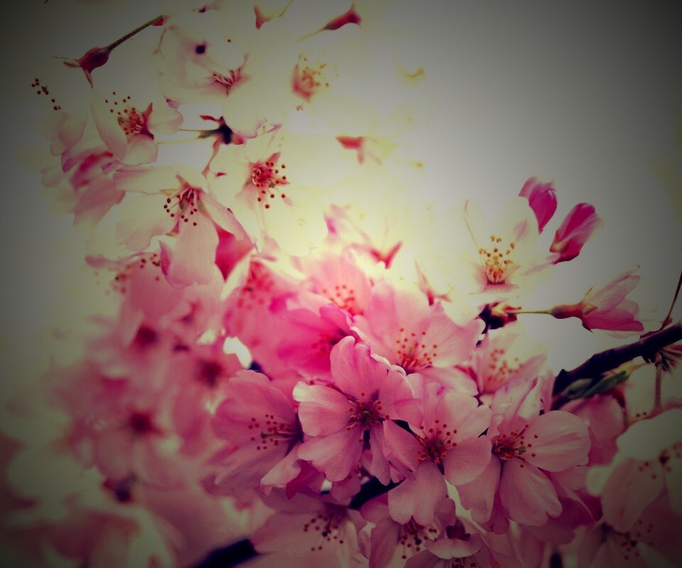 Цветение вишни обои
