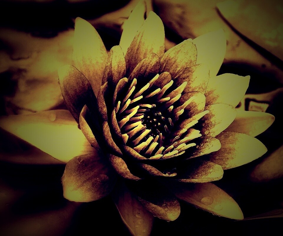 Кувшинка обои