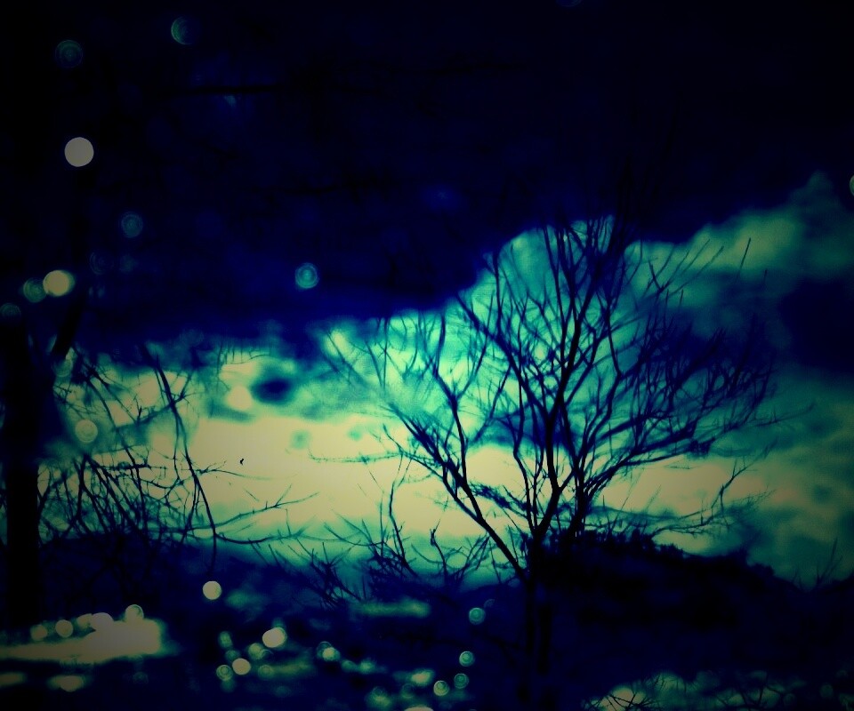 Голые деревья обои