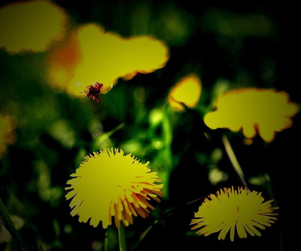 Пчёлка пролетает над одуванчиками обои