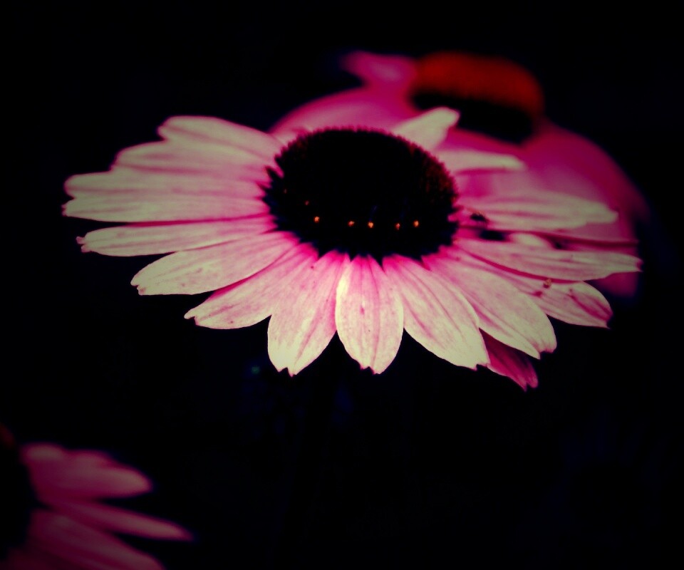 Розовый цветок обои