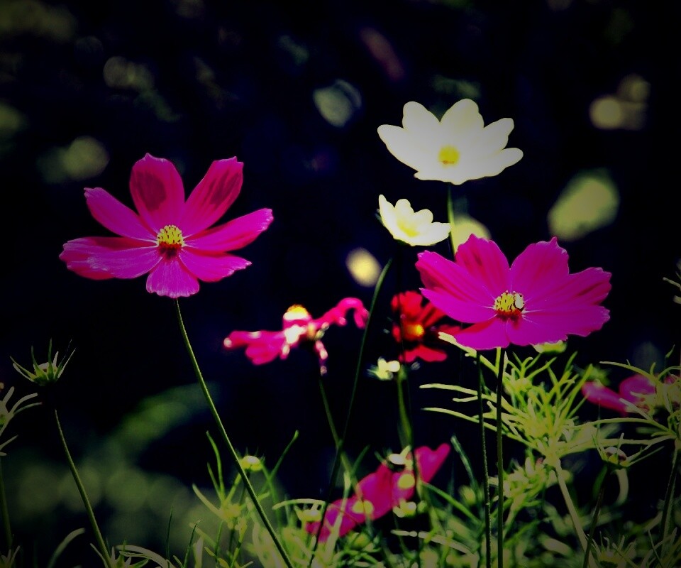 Белые и розовые цветочки обои