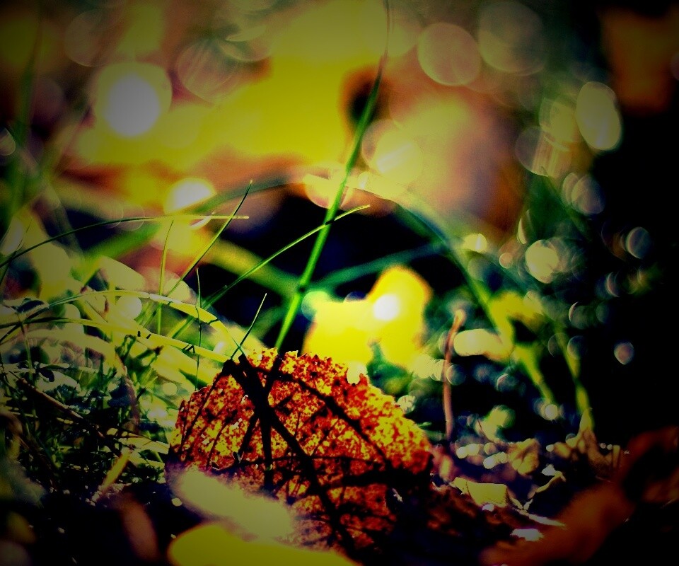 Опавший лист в траве обои