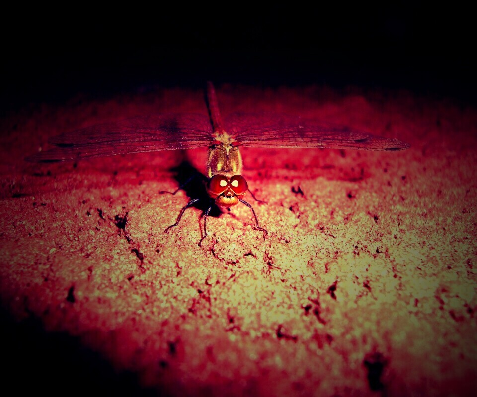 Стрекоза обои