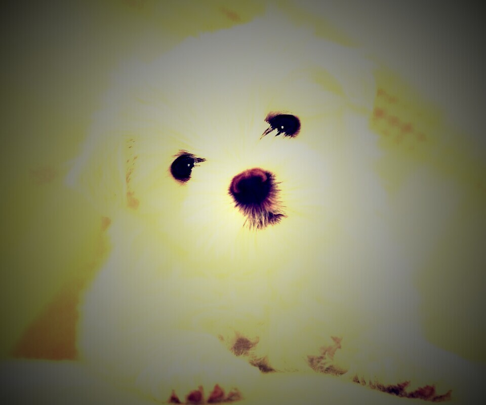 Щенок мальтийской болонки обои