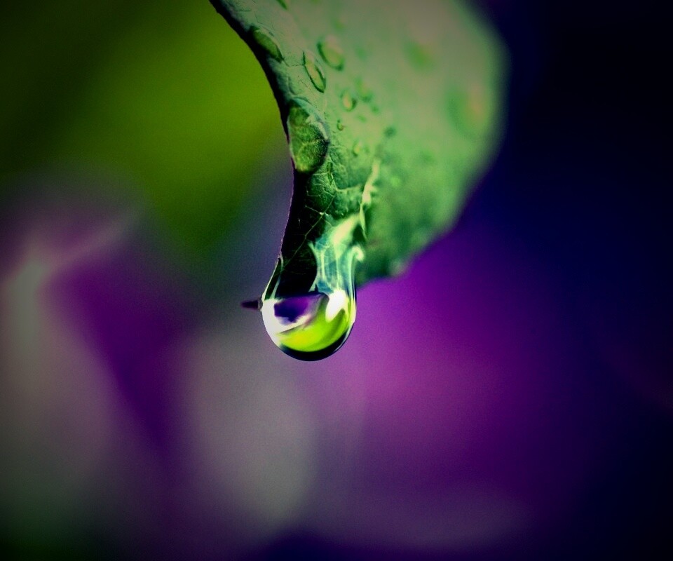 Капля на листе обои