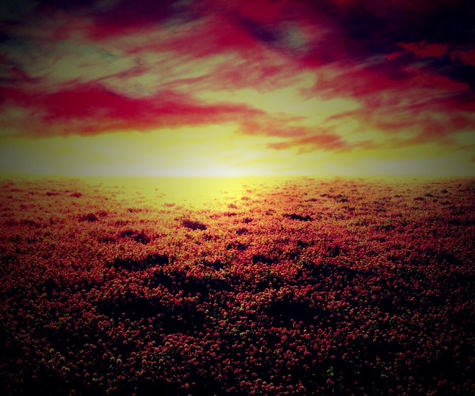 Закатное небо над цветочным полем обои