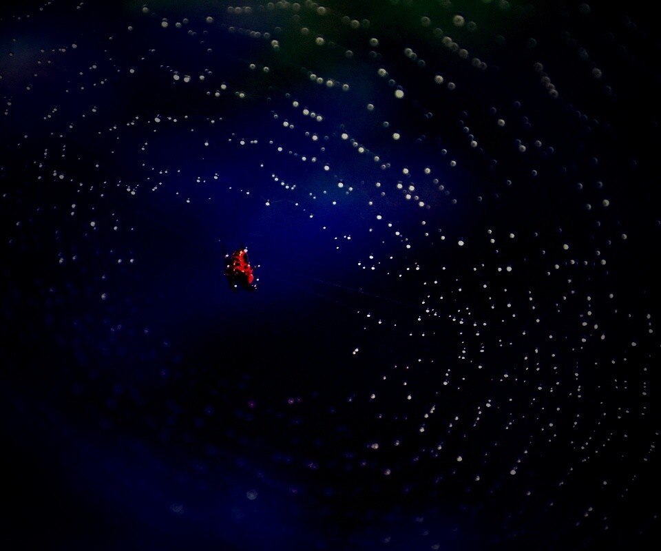 Паук на паутине обои