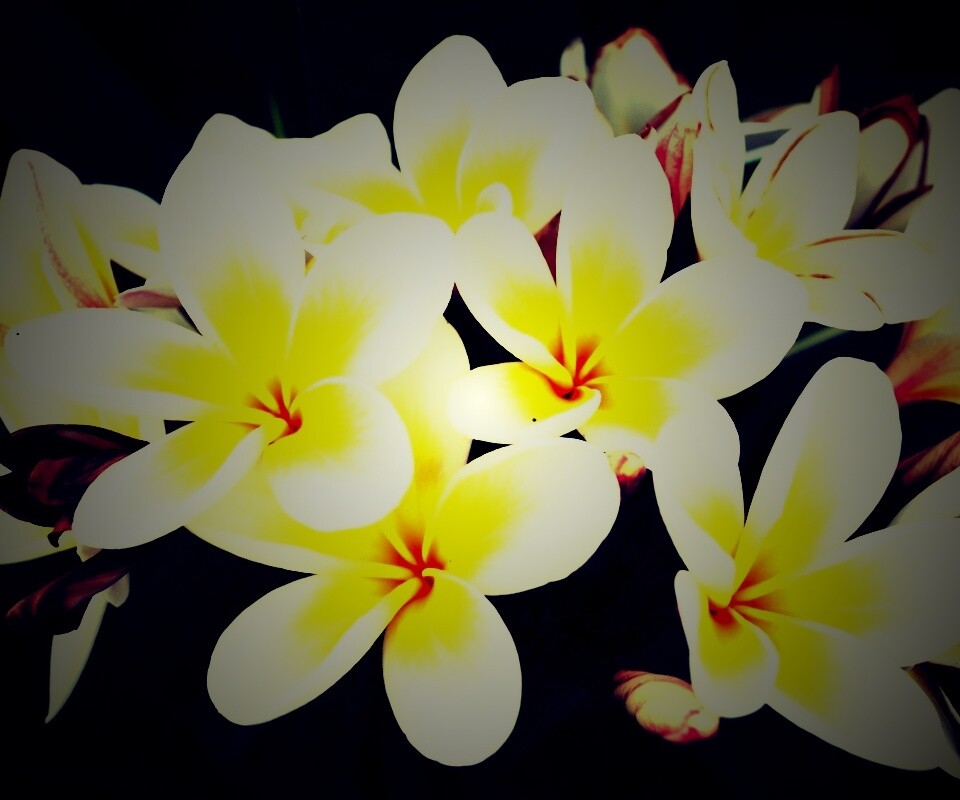 Прекрасные цветы обои