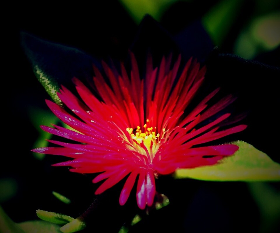 Чудесный цветок обои