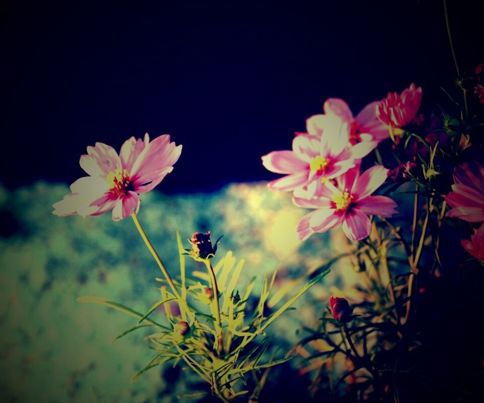 Полевой цветок обои