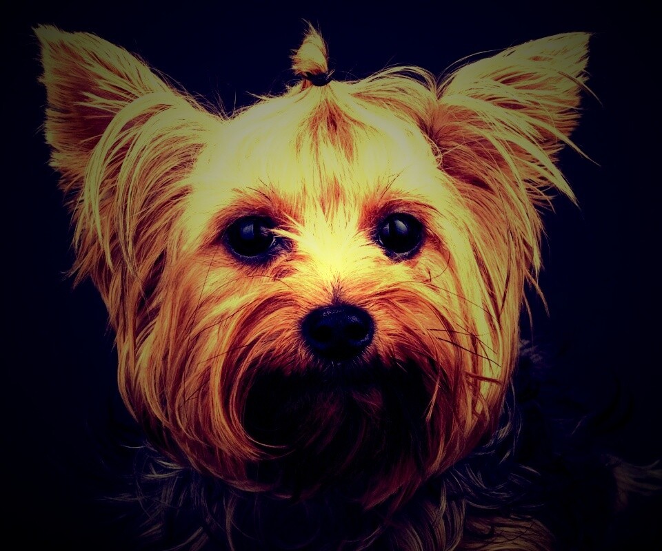 Йоркширский терьер обои