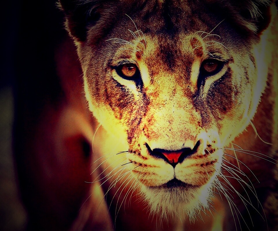 Портрет хищника обои