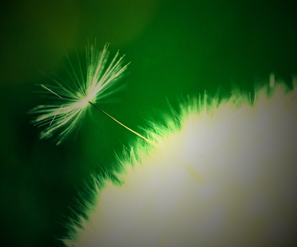 Пушинка одуванчика обои