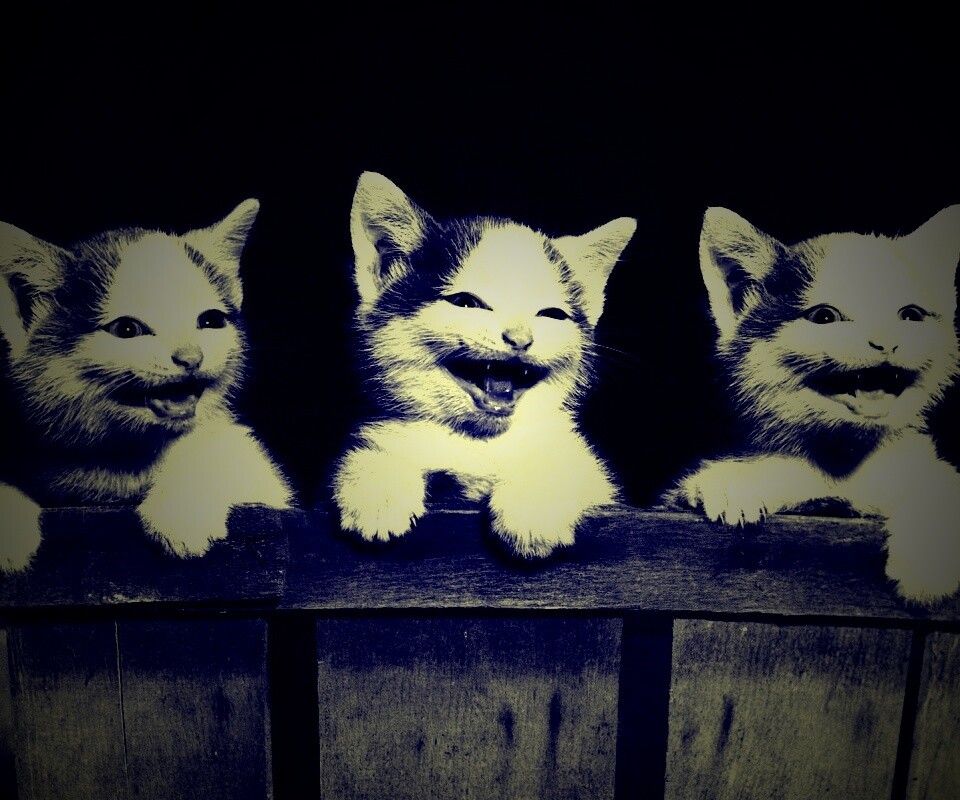 Три милых котенка обои