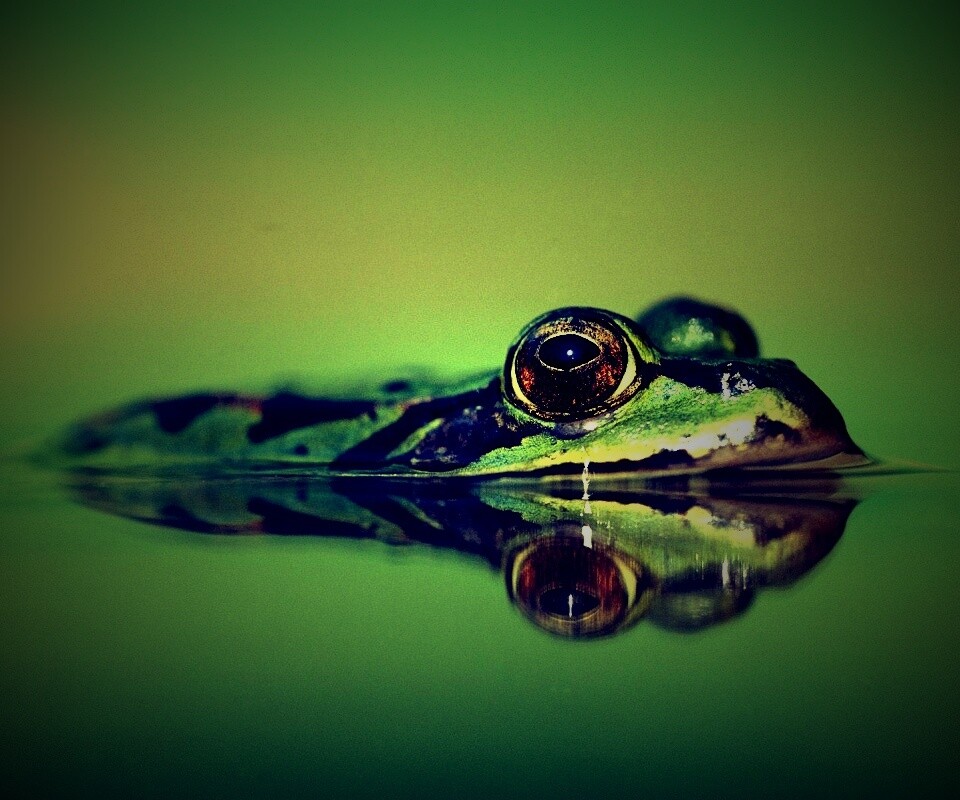 Лягушка обои