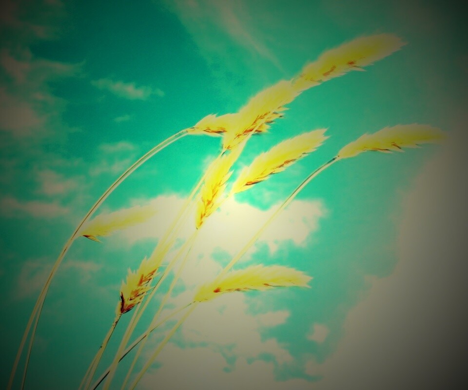 Колосья обои