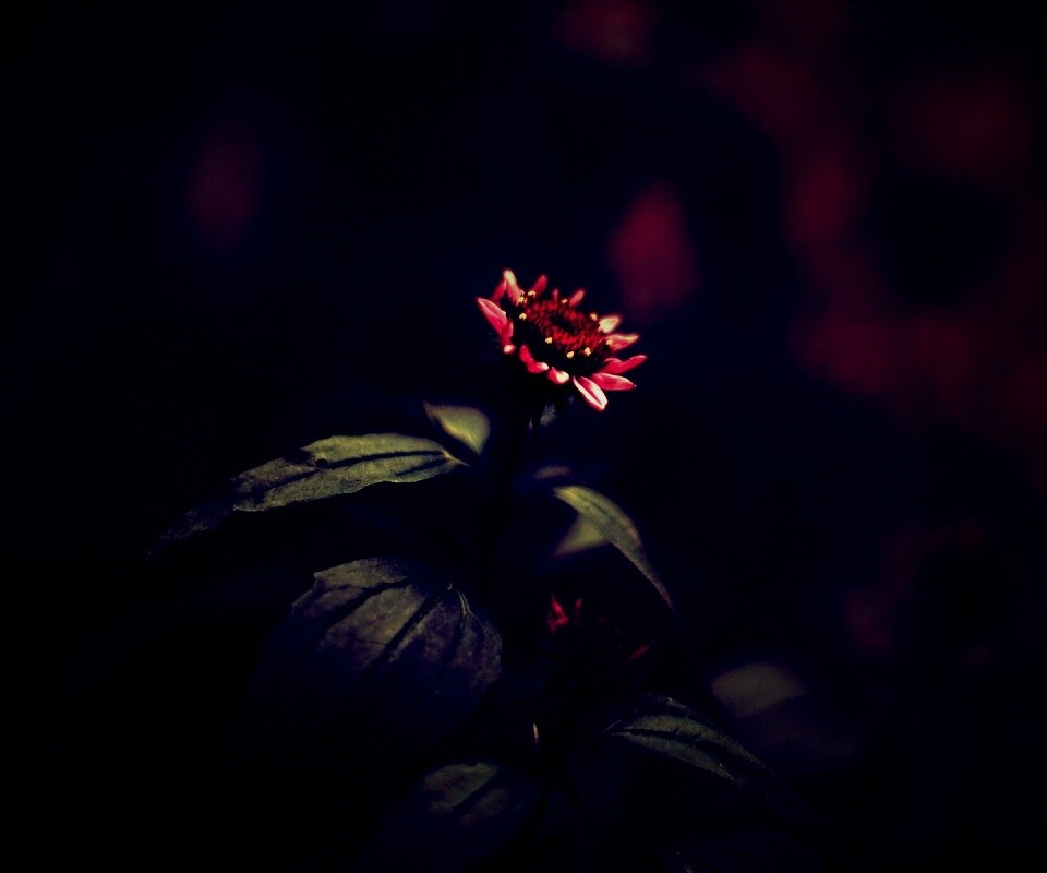 Фотография цветка обои