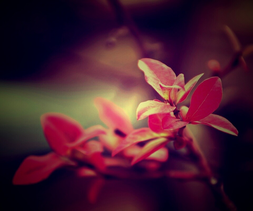 Красные листья на ветке обои