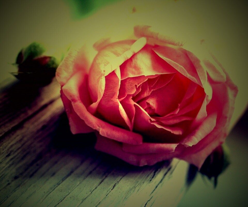 Бутон нежной розы обои