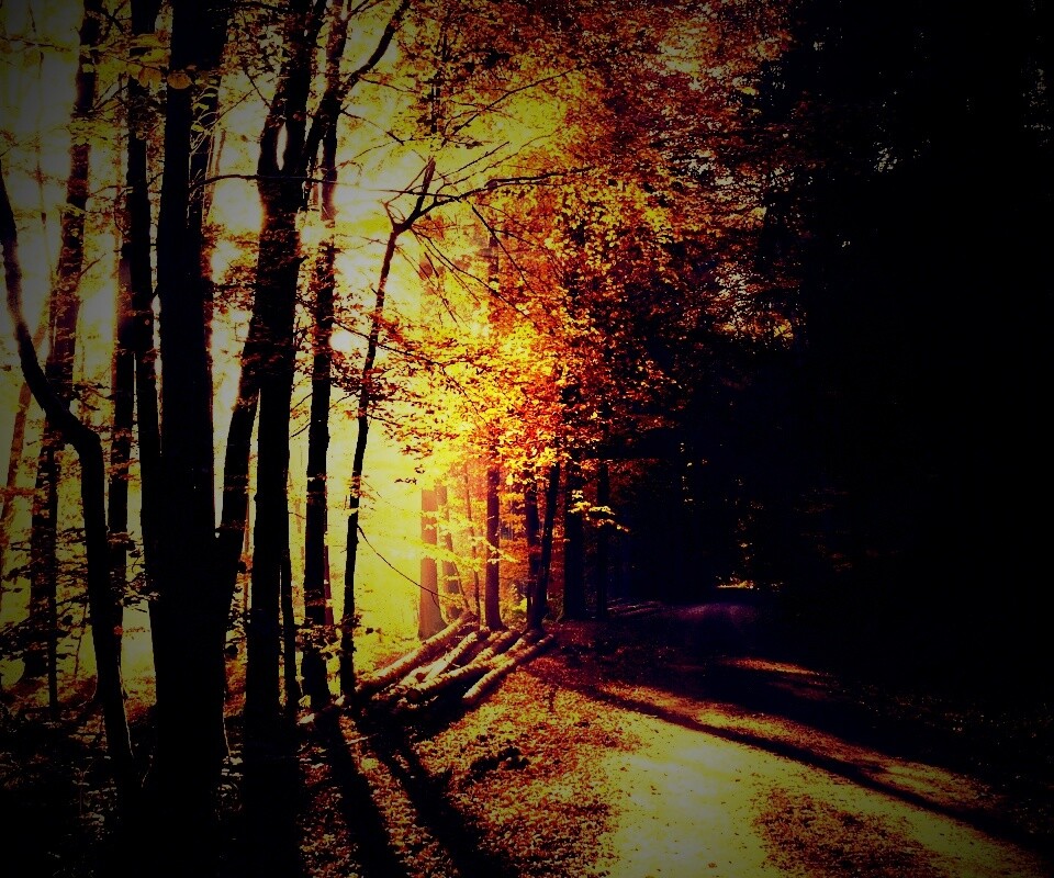 Дорога вдоль просеки в осеннем лесу обои