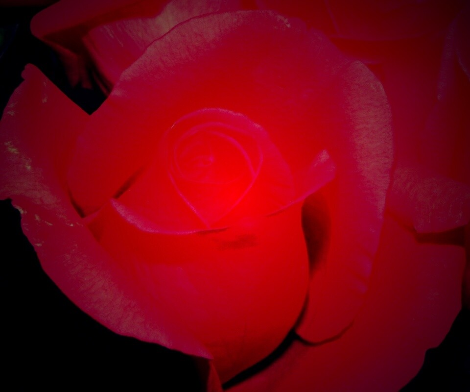 Бутон розы обои