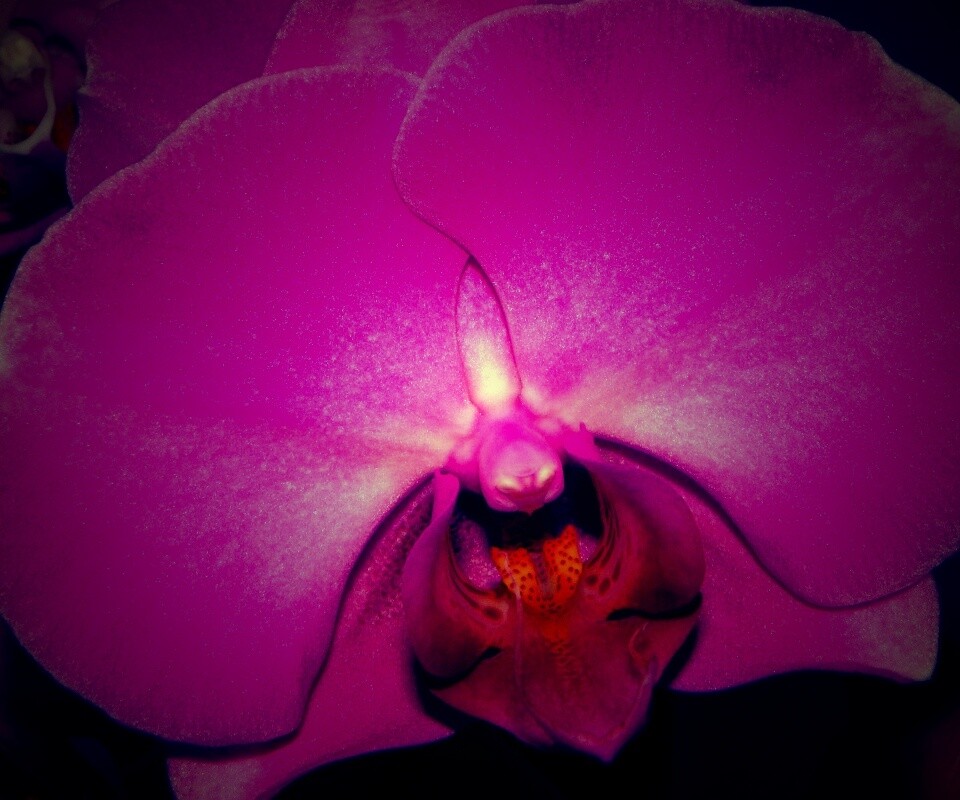 Фиолетовая орхидея обои