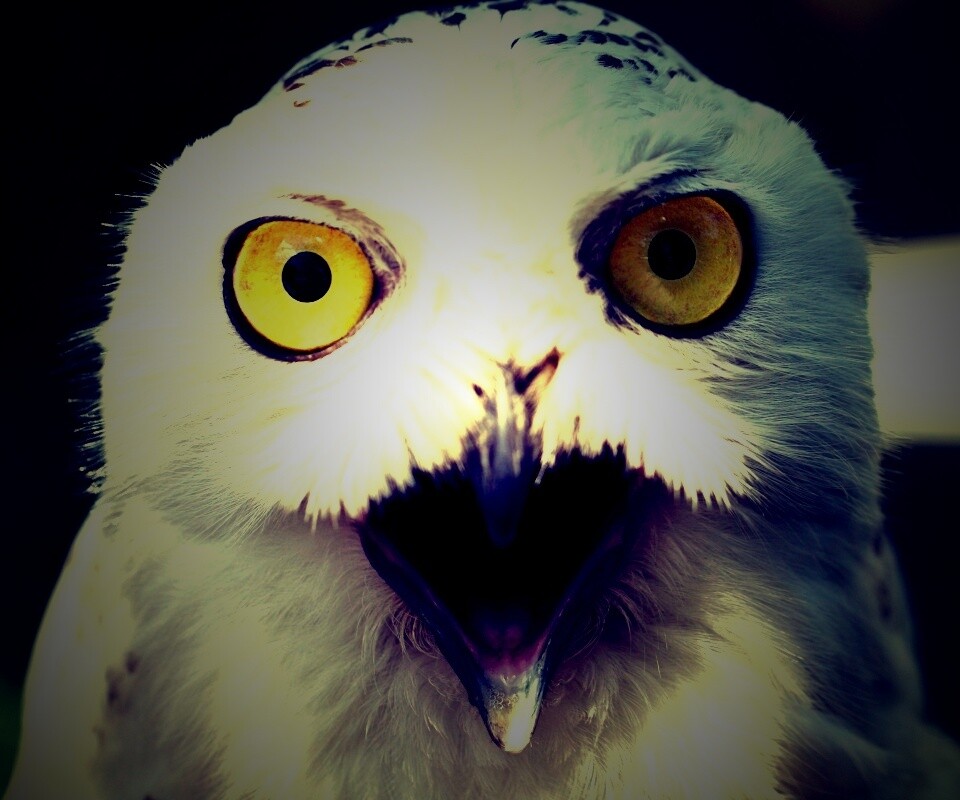 Сова в шоке! обои