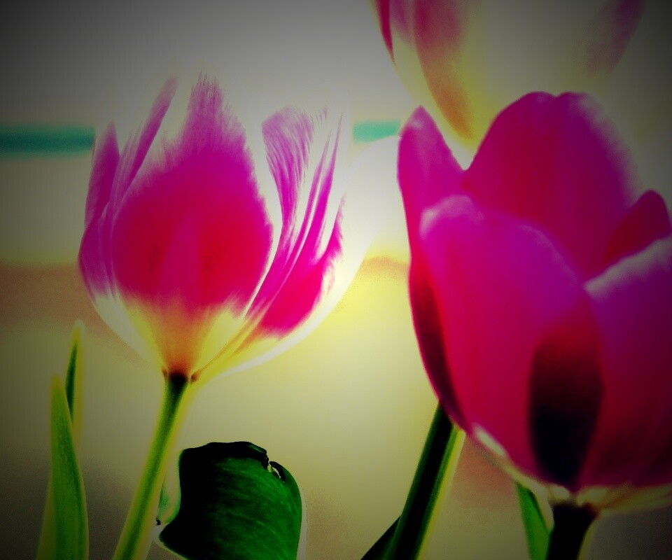 Тюльпаны обои