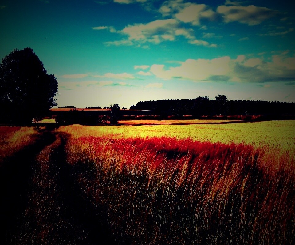 Колея в поле обои