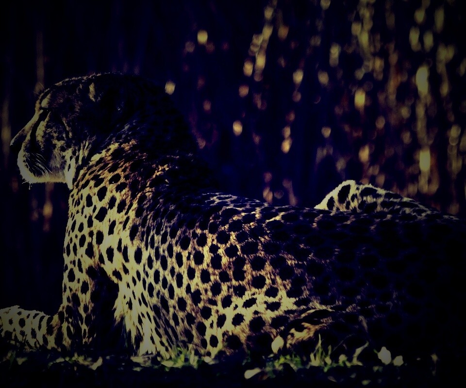 Гепард обои