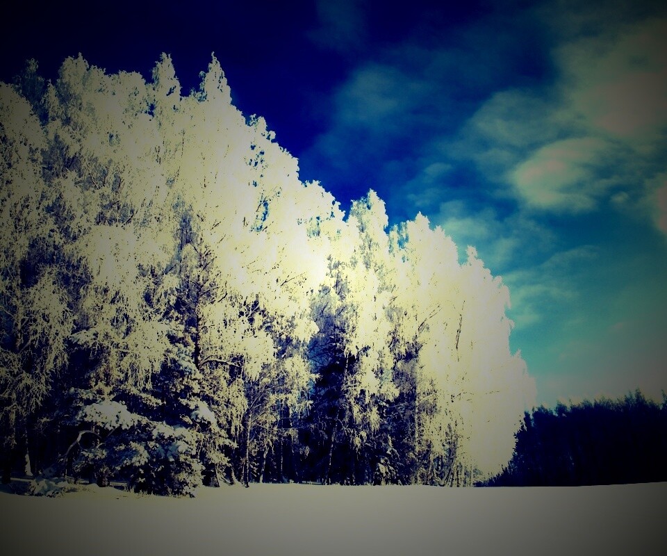 Заснеженные деревья обои