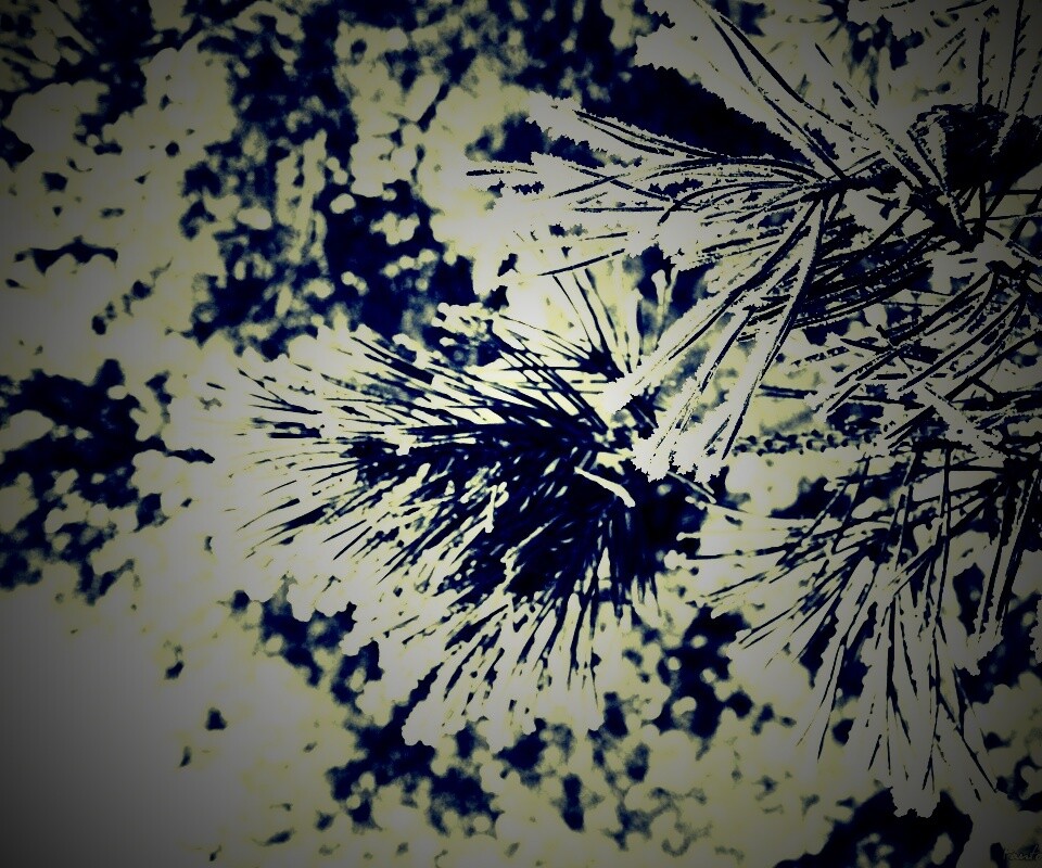 Хвойная ветка обои