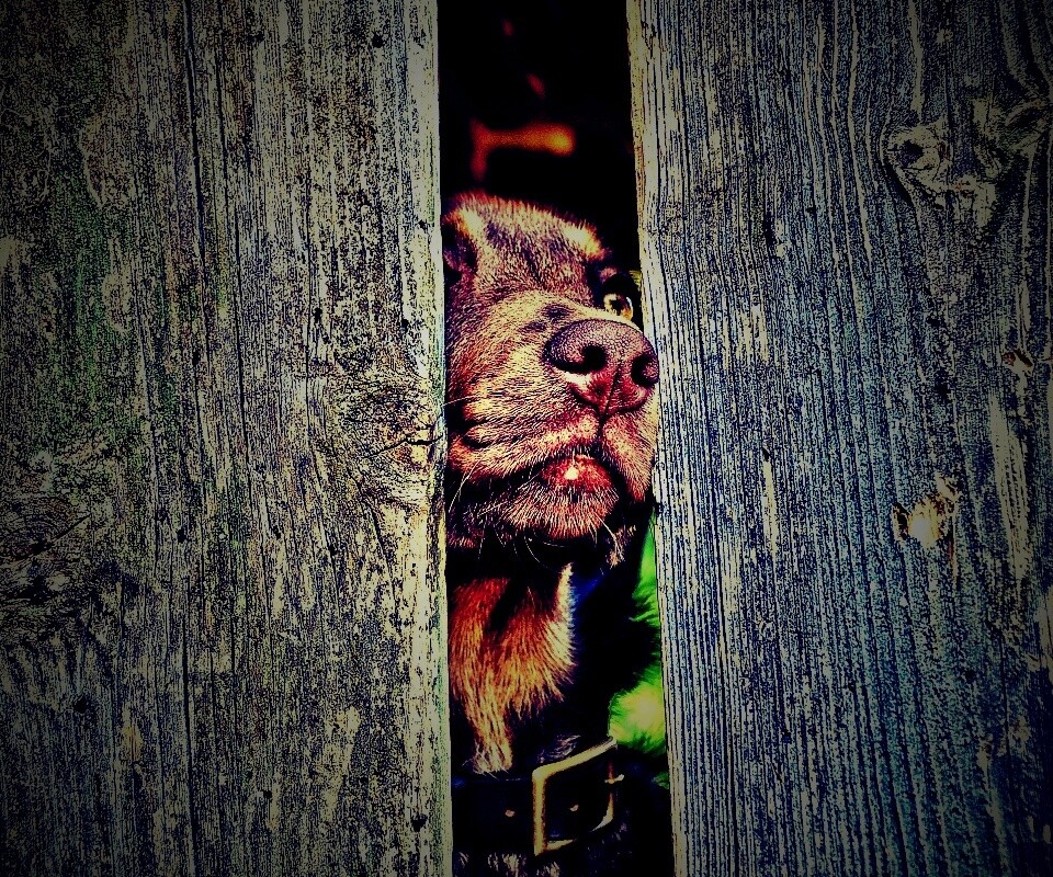 Собака выглядывает из-за забора обои